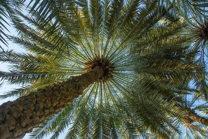 زراعة النخيل — عمل 4