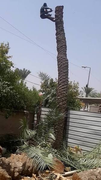 تكريب النخيل — عمل 4
