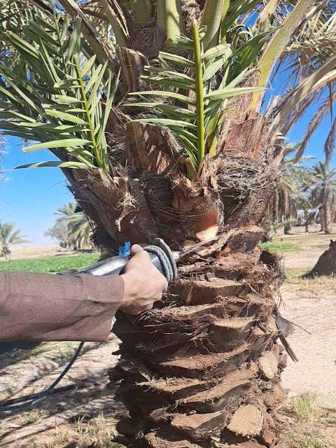 تكريب النخيل — لماذا نحن