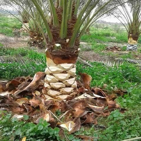 تكريب النخيل — عمل 1