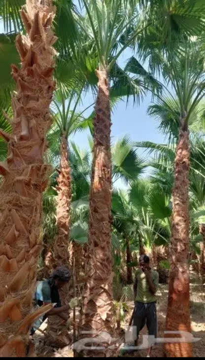 زراعة النخيل — لماذا نحن