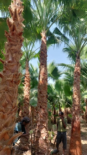 زراعة النخيل — عمل 1